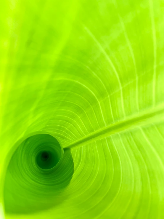 a close up view of a green leaf, bright green swirls coming up it, banana color, fine art photograph, neon green