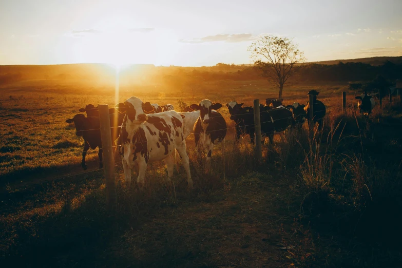 a herd of cows standing on top of a grass covered field, in the sunset, lachlan bailey, profile image