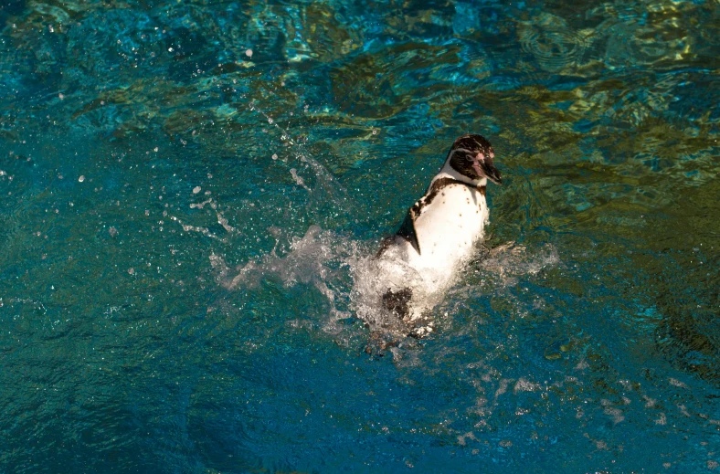 a dog swimming in the water with a frisbee in its mouth, pexels contest winner, hurufiyya, anthropomorphic penguin, thumbnail, in the zoo exhibit, wellington