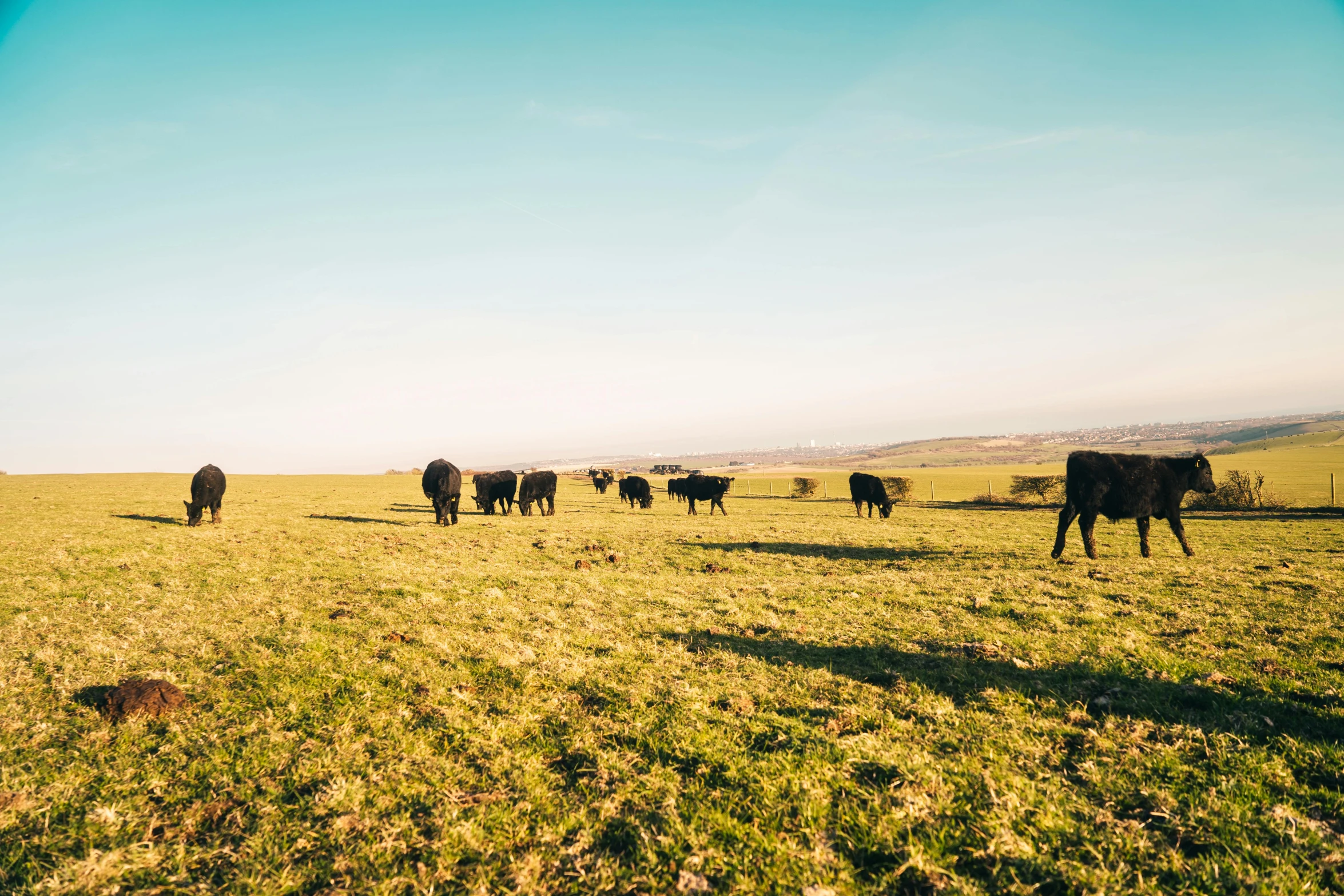 a herd of cattle standing on top of a lush green field, by Rachel Reckitt, unsplash, overexposed sunlight, hd footage, late afternoon, clear skies in the distance