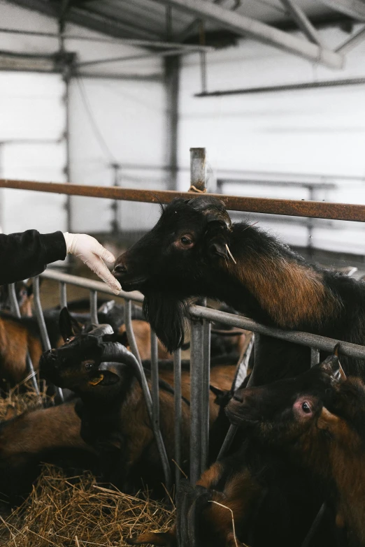 a man standing next to a bunch of cows, by Jan Tengnagel, trending on unsplash, renaissance, petting zoo, inspect in inventory image, half goat, winter