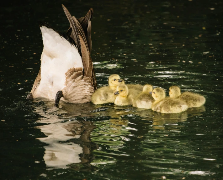a mother goose and her ducklings swimming in a pond, by Jan Tengnagel, pexels contest winner, low key, 9 peacock tails, fan favorite, adult