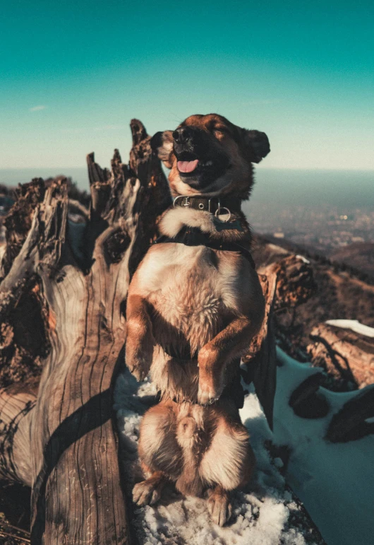 a dog standing on a log in the snow, pexels contest winner, renaissance, towering high up over your view, medium poly, smiling down from above, hills