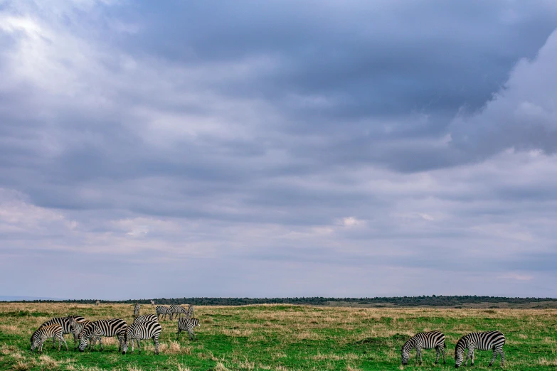 a herd of zebra standing on top of a lush green field, by Peter Churcher, unsplash contest winner, hurufiyya, overcast skies, panorama view of the sky, photographic print, fan favorite