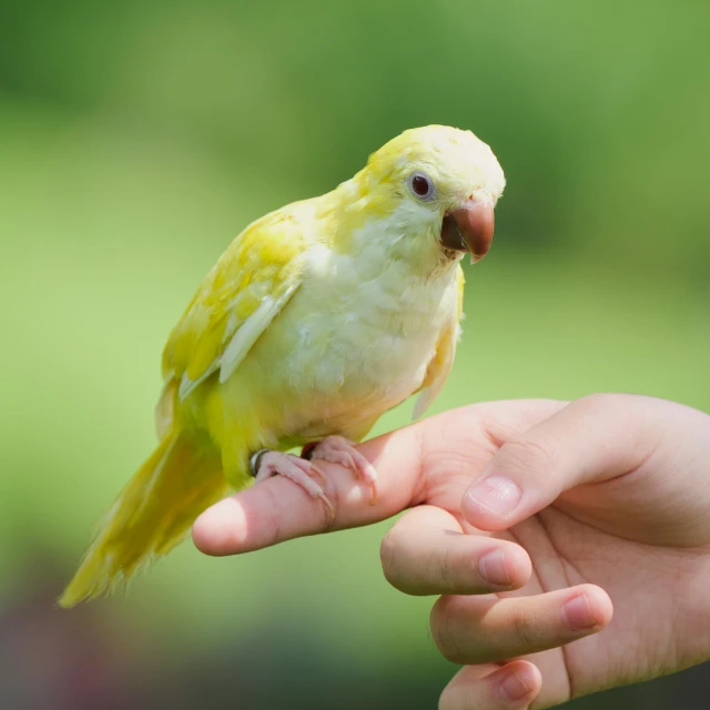 a yellow and white bird perched on a person's hand, pets, 2070, fan favorite, petite