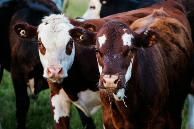 a herd of cows standing on top of a lush green field, up close, instagram post, brown, australian