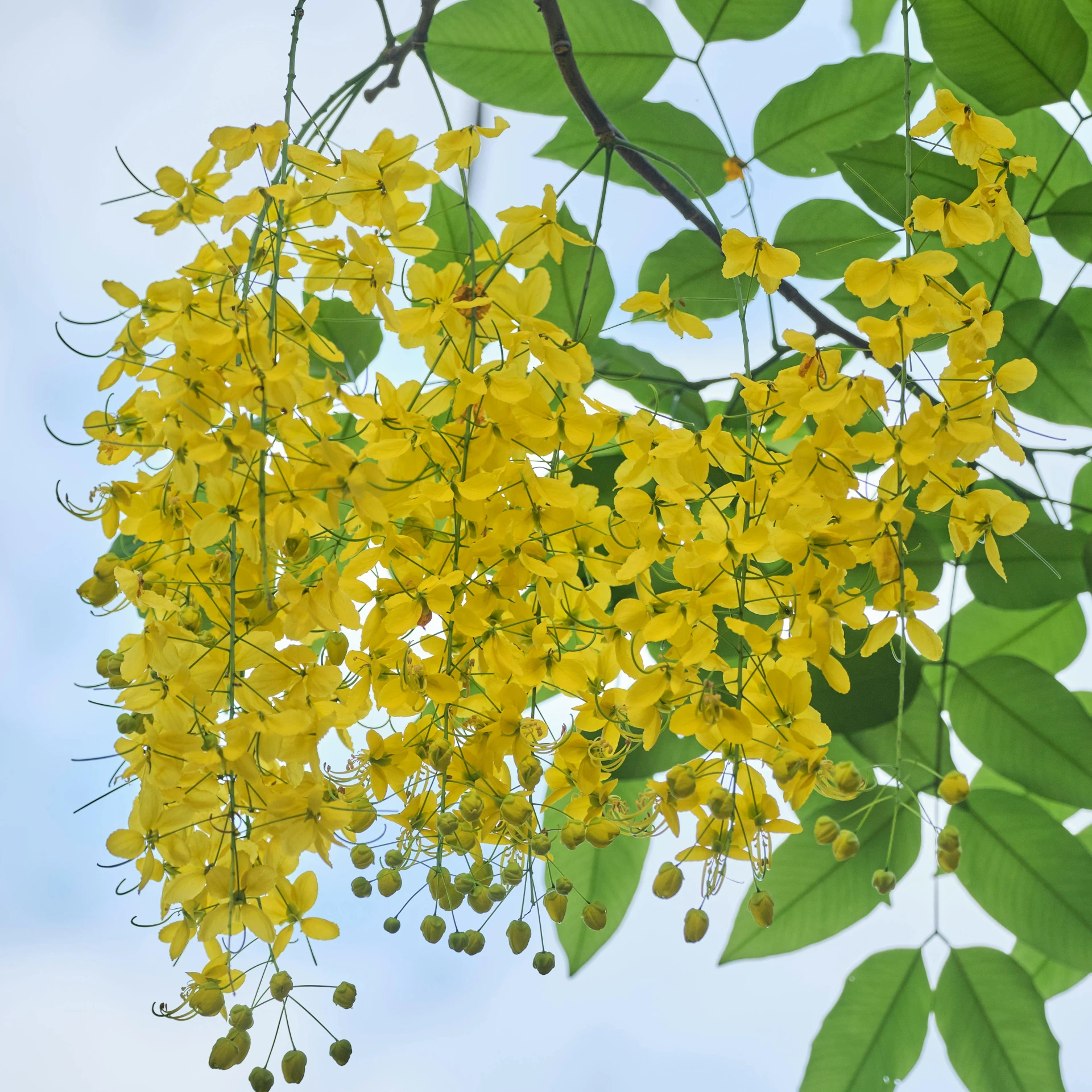 a bunch of yellow flowers hanging from a tree, by Bradley Walker Tomlin, pexels, hurufiyya, canopy, calcutta, wearing gilded ribes, sky