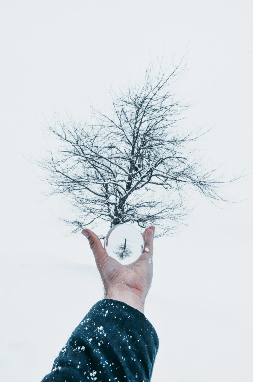 a person holding a small tree in the air, an album cover, by Jaakko Mattila, pexels contest winner, symbolism, white snow, everything is made out of ice, ilustration, scientific depiction