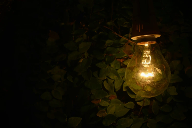 a light bulb is lit up in the dark, a picture, inspired by Elsa Bleda, pexels contest winner, lush surroundings, green lighting, sweet night ambient, outdoor photo