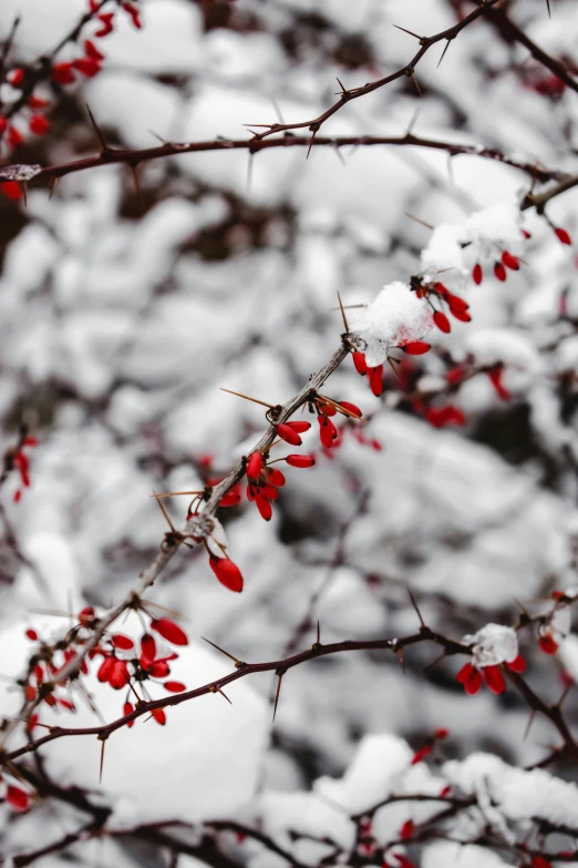 a bush with red berries covered in snow, a photo, trending on unsplash, paul barson, flowering buds, background image