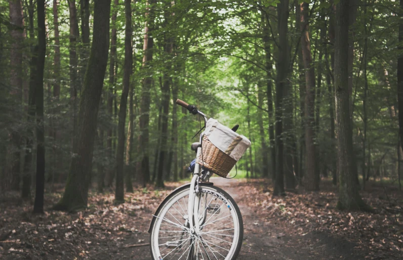 a bicycle parked in the middle of a forest, white, fan favorite, photograph, ((forest))