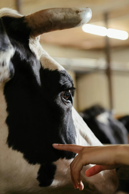 a close up of a person petting a cow, malika favre, photograph