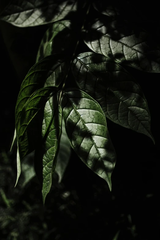 a close up of a plant with green leaves, an album cover, inspired by Elsa Bleda, photorealism, in a dark forest low light, ayahuasca, dark monochrome, contrast of light and shadows