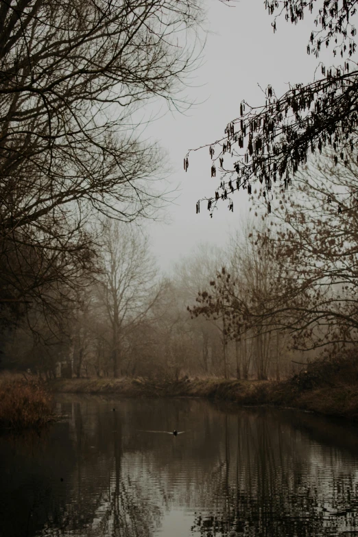 a body of water surrounded by trees on a foggy day, a picture, pexels contest winner, tonalism, canals, winter setting, brown, today\'s featured photograph 4k