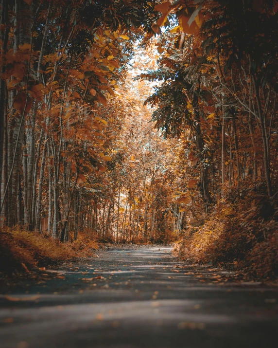 an empty road surrounded by trees in the fall, unsplash contest winner, visual art, brown color palette, covered in leaves, ((forest)), multiple stories