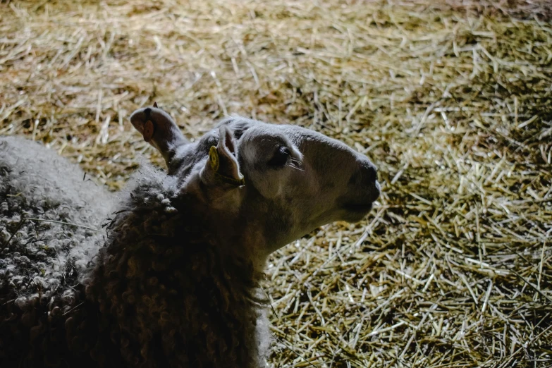 a sheep that is standing in the grass, inside a barn, profile image, fan favorite, a high angle shot