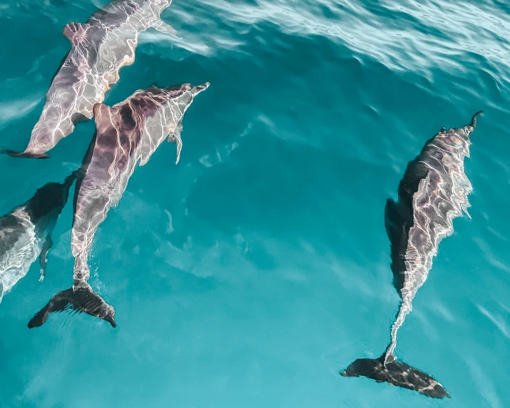 a group of dolphins swimming in the ocean, by Will Ellis, pexels contest winner, fine art, aerial iridecent veins, gold coast australia, made of liquid metal, flatlay