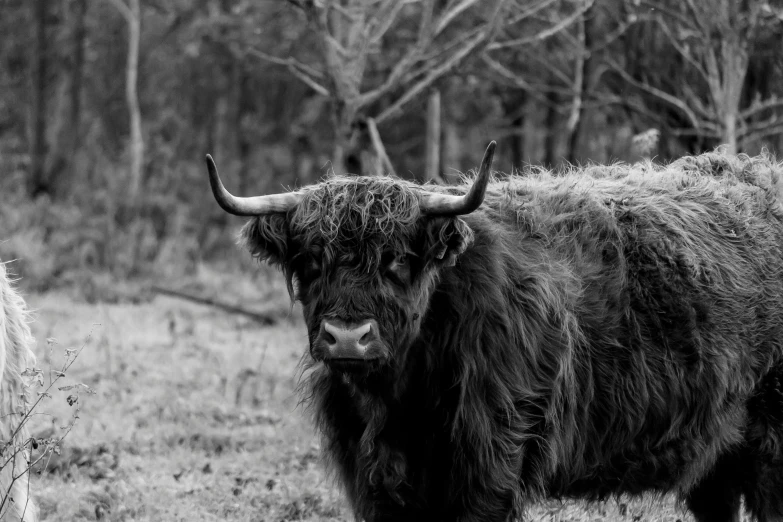 a black and white photo of a cow in a field, a black and white photo, pexels contest winner, baroque, fluffy mane, black bull samurai, a wooden, brown