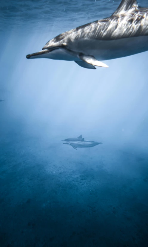 a couple of dolphins swimming in the ocean, by Dan Scott, unsplash contest winner, romanticism, view from below, soft morning light, ultrawide shots, bird\'s eye view