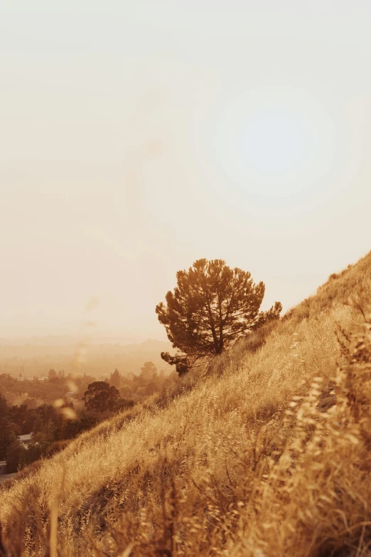 a man riding a horse on top of a grass covered hillside, a colorized photo, unsplash, romanticism, heat haze, los angeles ca, sepia sun, beautiful pine tree landscape