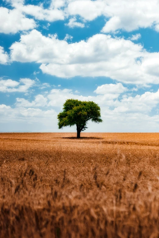 a lone tree in the middle of a wheat field, unsplash contest winner, island floating in the sky, no cropping, sitting under a tree, sustainable materials