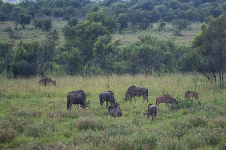 a herd of animals standing on top of a lush green field, bushveld background, multiple stories, under rain, image