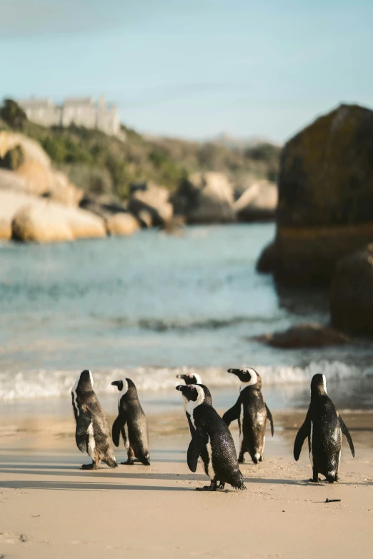 a group of penguins standing on top of a sandy beach, an ocean, walking down, cape, multiple stories