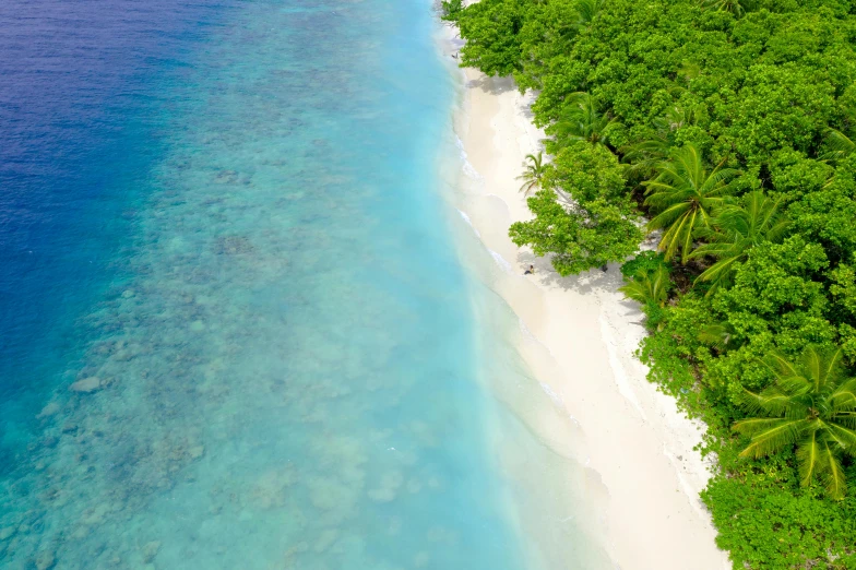 an aerial view of a beach in the middle of the ocean, exotic trees, pristine skin, light blue water, afar