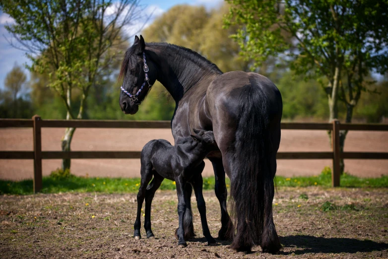 a black horse standing next to a baby horse, pexels contest winner, baroque, rectangle, coronation, uk, grey