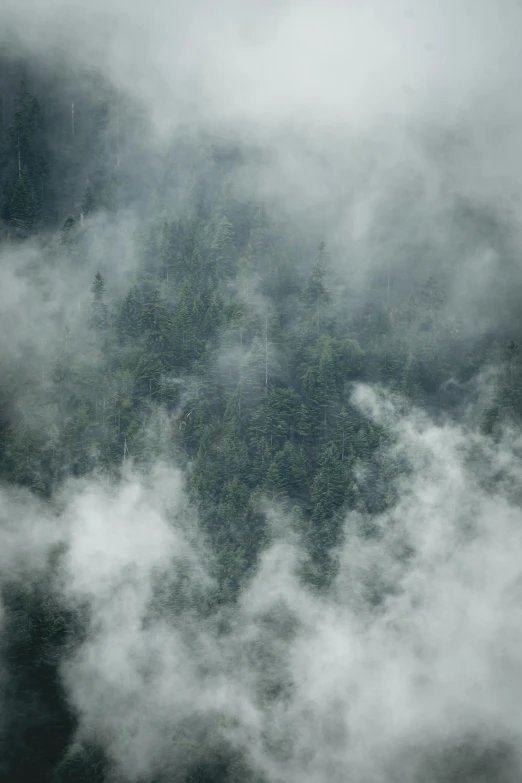 a plane flying over a lush green forest, inspired by Elsa Bleda, pexels contest winner, romanticism, rain stormy fog, ominous! landscape of north bend, smoke filled room, light grey mist