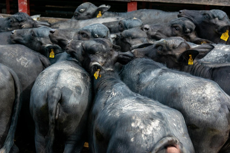 a herd of cattle standing next to each other, pexels contest winner, covered with tar, grey ears, thumbnail, they are all laying down