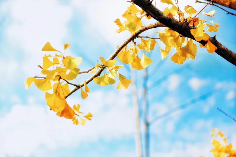 a tree branch with yellow leaves against a blue sky, by Carey Morris, trending on pexels, hurufiyya, gold flaked flowers, yellow parasol, yellow and blue ribbons, spores floating in the air