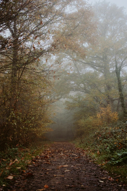 a dirt road surrounded by trees on a foggy day, by Jacob Toorenvliet, 2 5 6 x 2 5 6 pixels, autumn overgrowth, photos, a medium shot