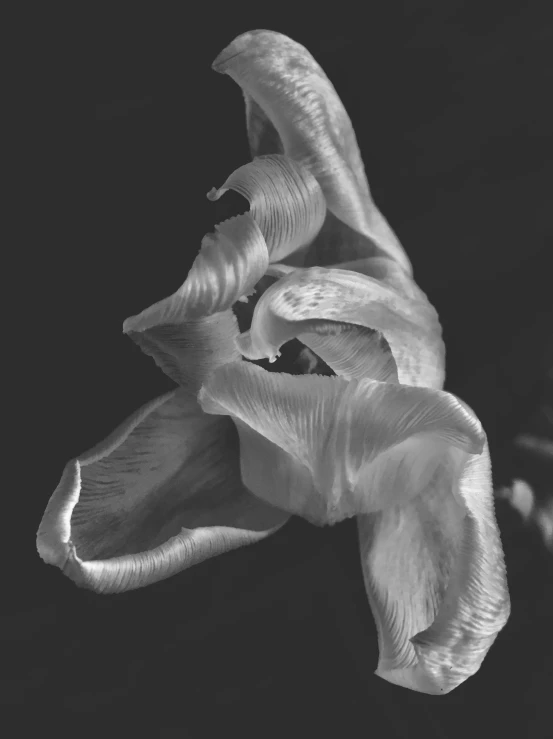 a black and white photo of a flower, a macro photograph, inspired by Robert Mapplethorpe, big lilies, 2019, low detailed, bruce kaiser