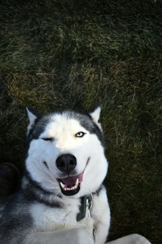 a close up of a dog with a frisbee in its mouth, by Matt Cavotta, hurufiyya, smiling down from above, husky dog, laying down in the grass, grinning lasciviously
