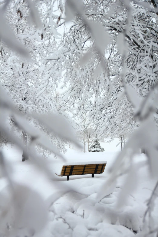 a wooden bench sitting in the middle of a snow covered forest, montreal, sitting under a tree, hooded, where a large