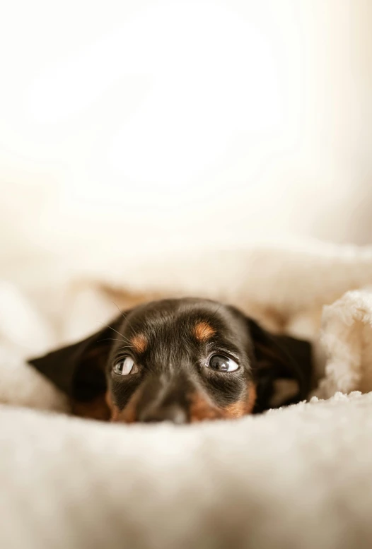 a small black and brown dog laying in a bed, by Sebastian Spreng, shutterstock contest winner, wide eyed, square, puppy, gif