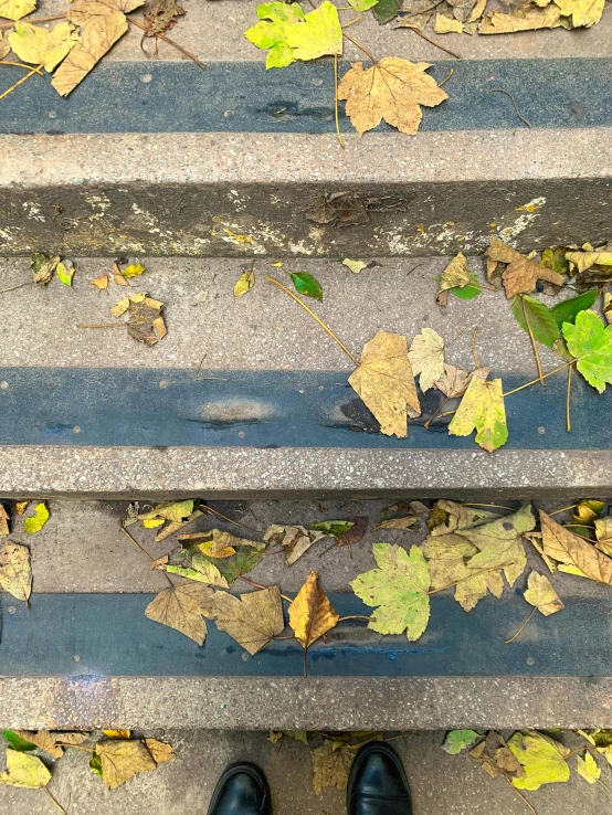 a person standing on a set of stairs covered in leaves, inspired by Louis Stettner, unsplash, realism, square lines, aerial iridecent veins, photo of poor condition, pavements