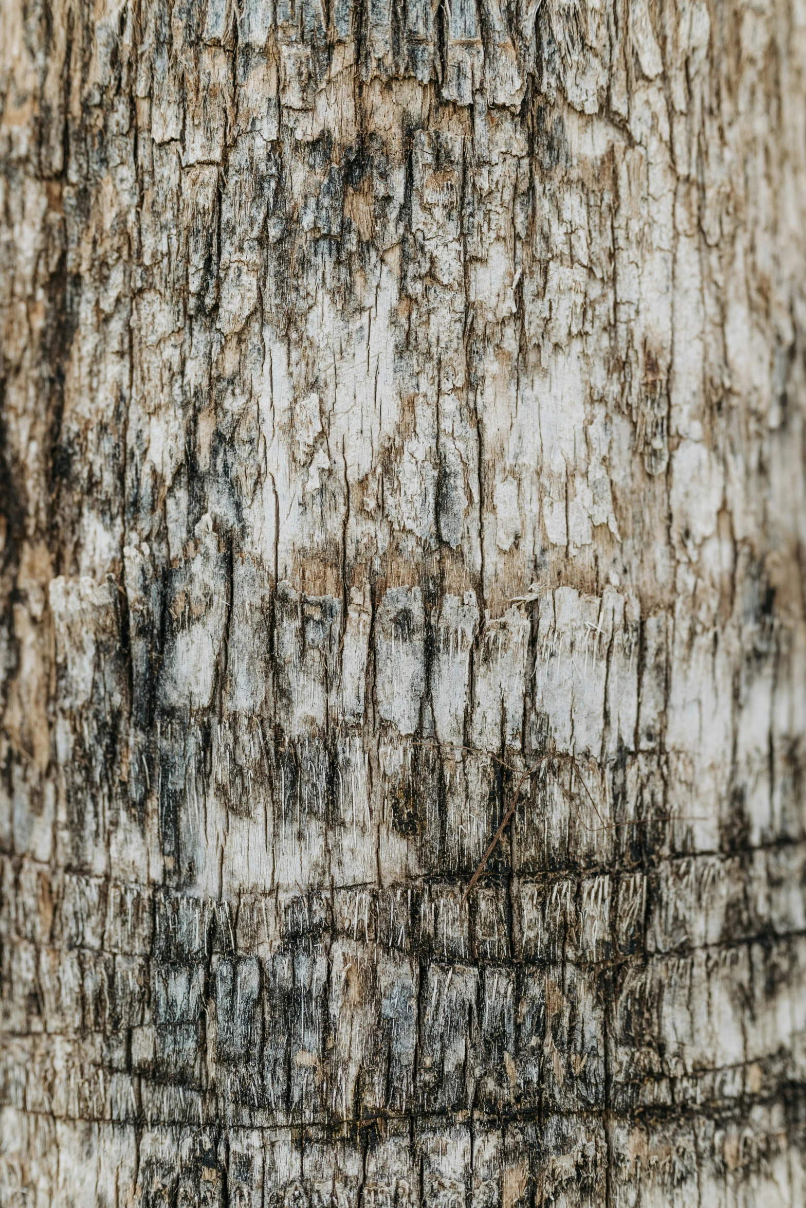 a close up of the bark of a palm tree, by Peter Churcher, trending on unsplash, hurufiyya, plain background, tree stumps, silver，ivory, full frame image