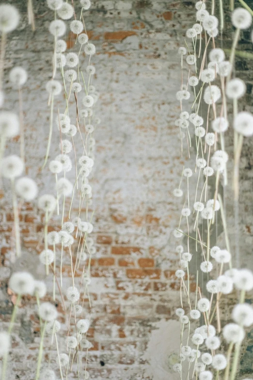 a bunch of white flowers hanging from a brick wall, inspired by Cerith Wyn Evans, unsplash, conceptual art, dandelion seeds float, ethereal curtain, wedding, in a white boho style studio