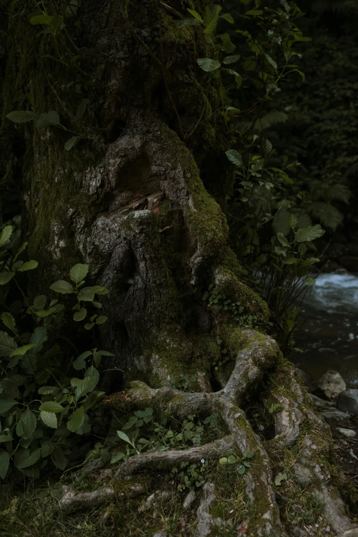 a stream running through a lush green forest, an album cover, by Filip Hodas, photorealism, carved into the side of a tree, las pozas, ominous creature hiding detailed, 8k 50mm iso 10