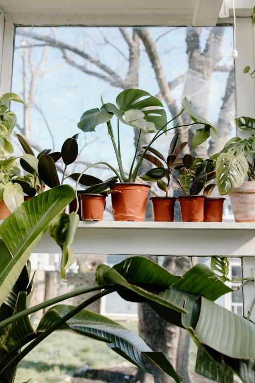 a window sill filled with potted plants, by Dulah Marie Evans, trending on unsplash, big leaves foliage and stems, in bloom greenhouse, emily rajtkowski, studio photo