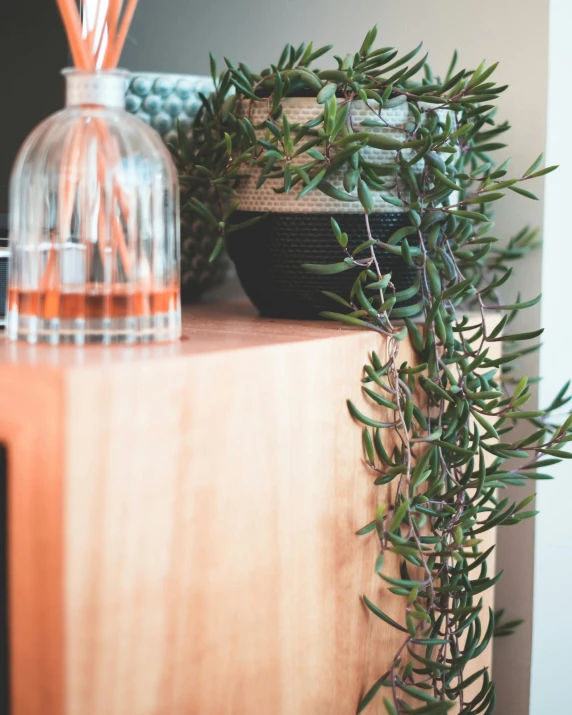 a bunch of plants sitting on top of a wooden shelf, inspired by Esaias Boursse, unsplash, olive thigh skin, detail shot, detailed product image, willow plant