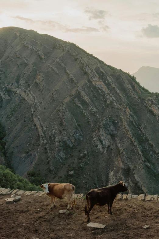 a couple of cows that are standing in the dirt, by Muggur, les nabis, cliff side at dusk, nanquan, terraces, 2019 trending photo