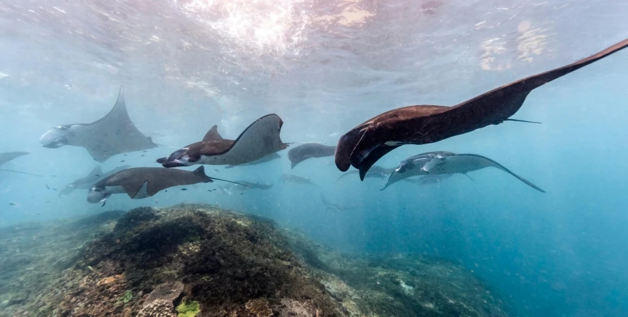 a group of manta rays swimming in the ocean, a picture, by Carey Morris, unsplash contest winner, sumatraism, a group photo of a seal, panoramic shot, manly, underwater soft colours