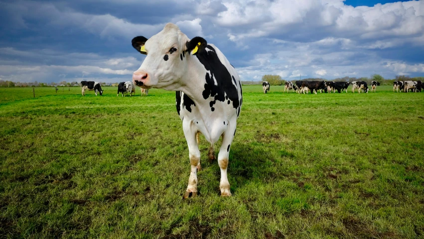 a black and white cow standing on top of a lush green field, multiple stories, puddle of milk, stockphoto, 2022 photograph