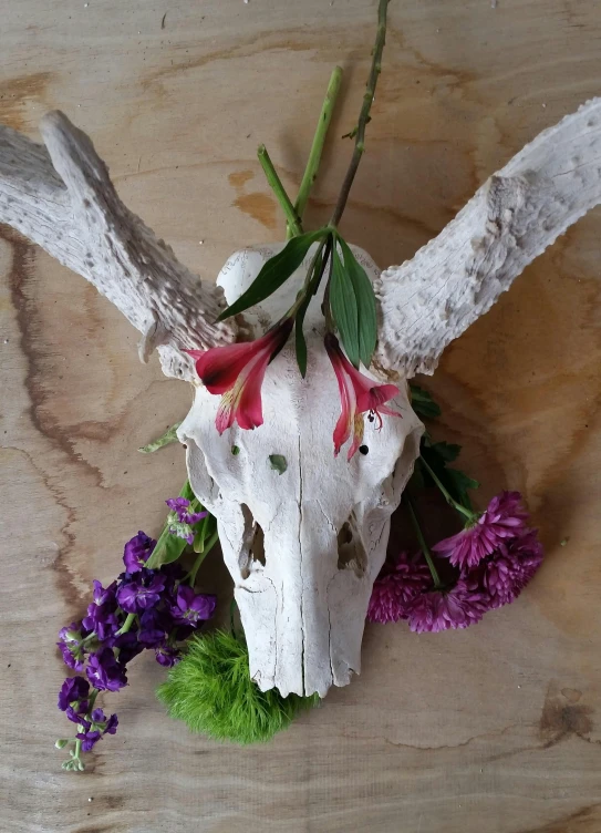 a deer skull sitting on top of a wooden table, a still life, by Jessie Algie, unsplash, vanitas, herbs and flowers, close up front view, very vibrant, porcelain skin ”