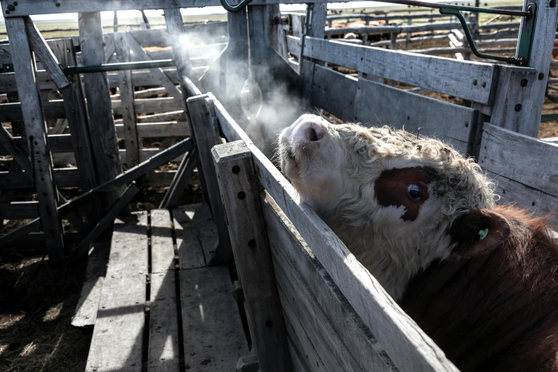 a cow sticking its head out of a fence, happening, smoke from mouth, feed troughs, in a wooden box. top down photo, liam brazier