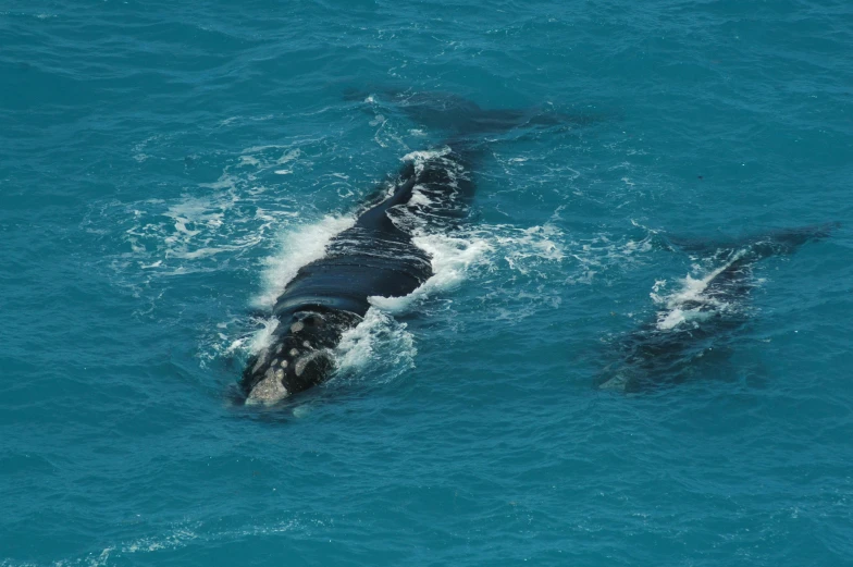 a couple of whales are swimming in the ocean, by Peter Churcher, pexels contest winner, hurufiyya, high angle close up shot, black opals, 15081959 21121991 01012000 4k, offshore winds