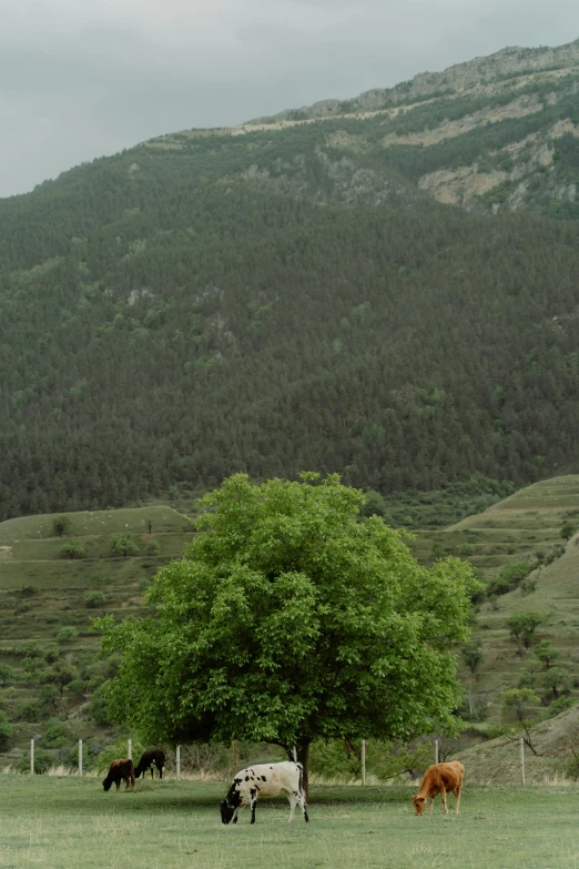 a herd of cattle grazing on a lush green field, by Muggur, renaissance, trees and pines everywhere, atlach - nacha, grey skies, 8k 28mm cinematic photo